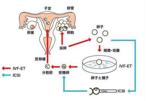 大卫早早孕试纸
