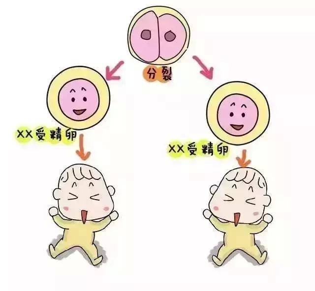 大卫早早孕试纸