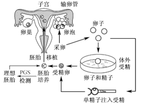 大卫验孕试纸