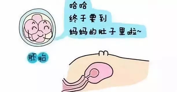 大卫早早孕试纸